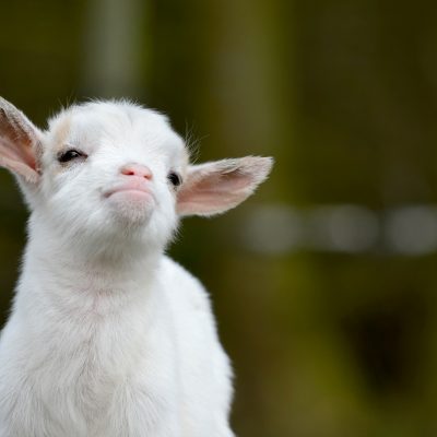 Tube Feeding Baby Goats